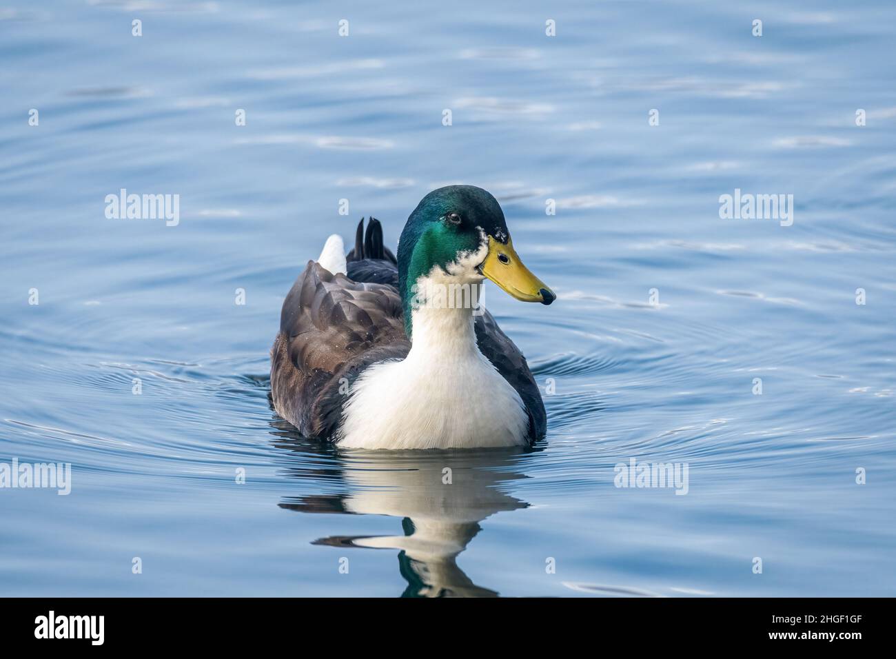 A farm yard duck swimming on a pond at a UK nature reserve. Stock Photo