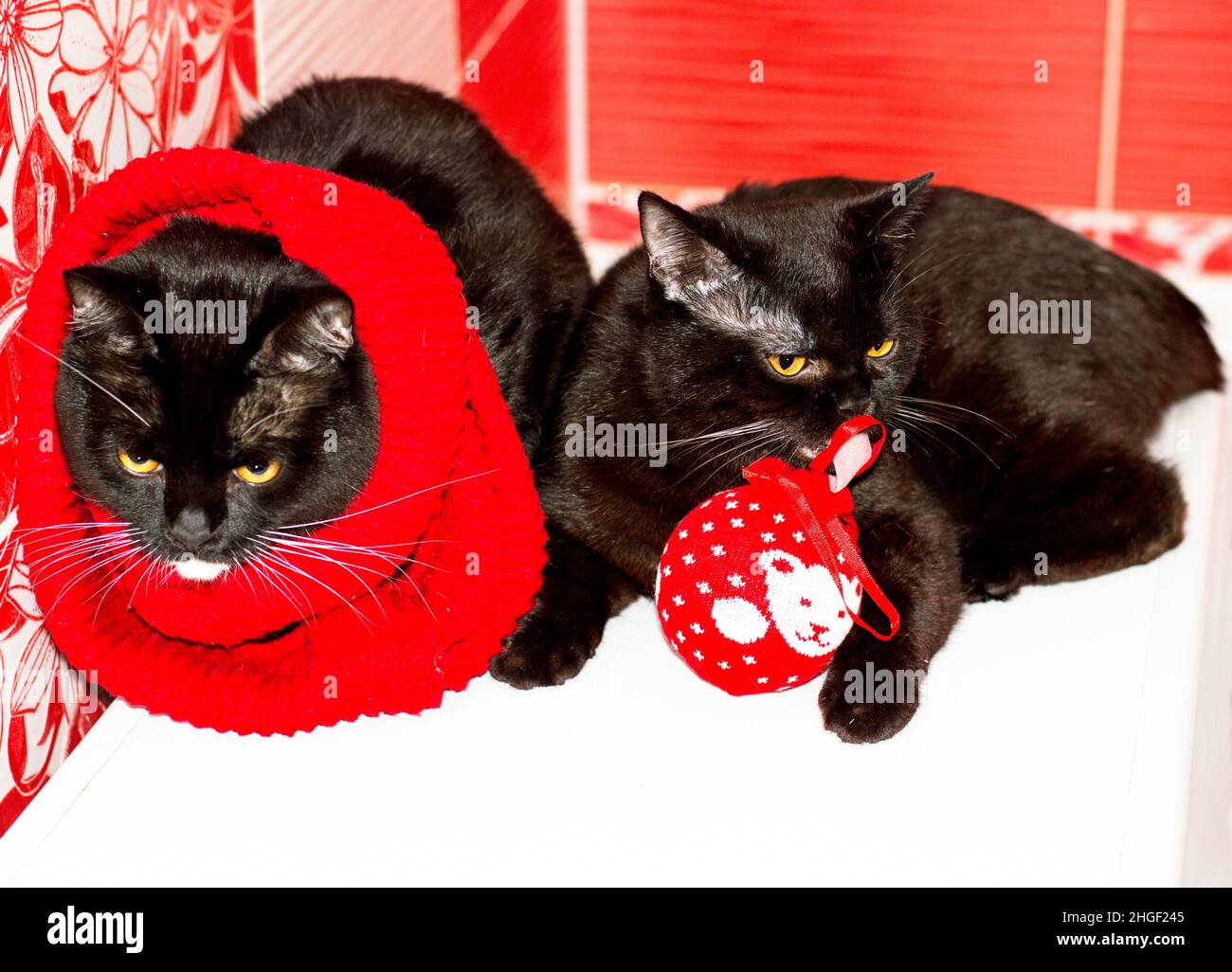 two dark Scottish British cats with a red Christmas toy on a red background, winter is cold, the theme is cats, kittens and cats in the house, pets th Stock Photo