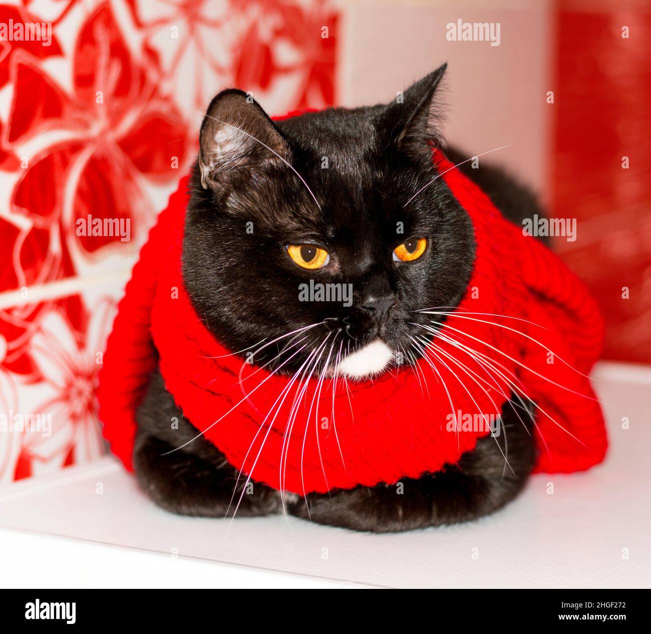 Scottish-british bicolor cat close-up in a red scarf on a red background, winter, theme cats, kittens and cats in the house, pets their photos and the Stock Photo