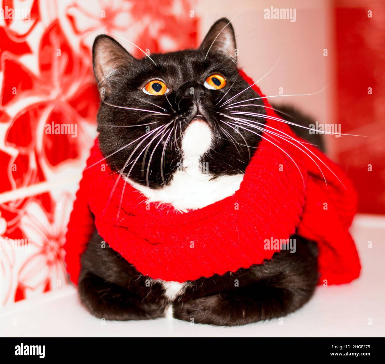 Beautiful Scottish bicolor cat close-up in a red scarf, winter, theme cats, kittens and cats in the house, pets their photos and their life Stock Photo