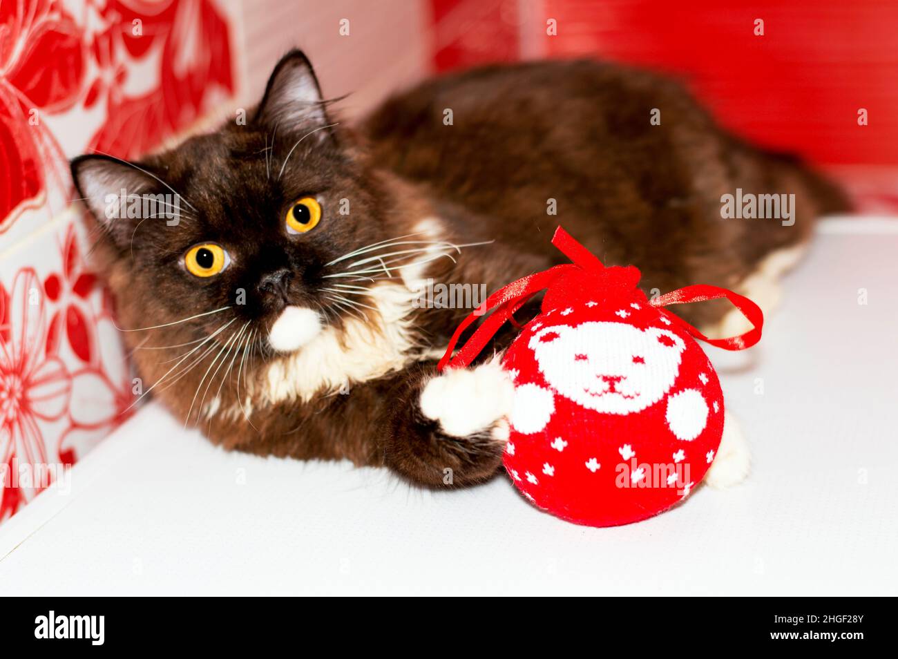 chocolate british Scottish longhair kitten playing with a Christmas toy