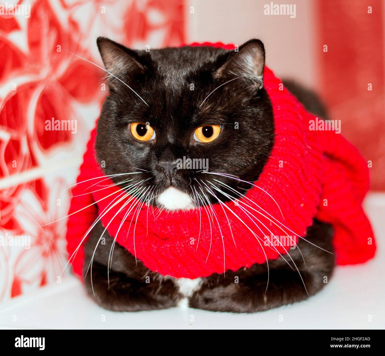 Beautiful British Scottish bicolor cat close-up in a red scarf on a red background, winter is cold, theme cats, kittens and cats in the house, pets th Stock Photo