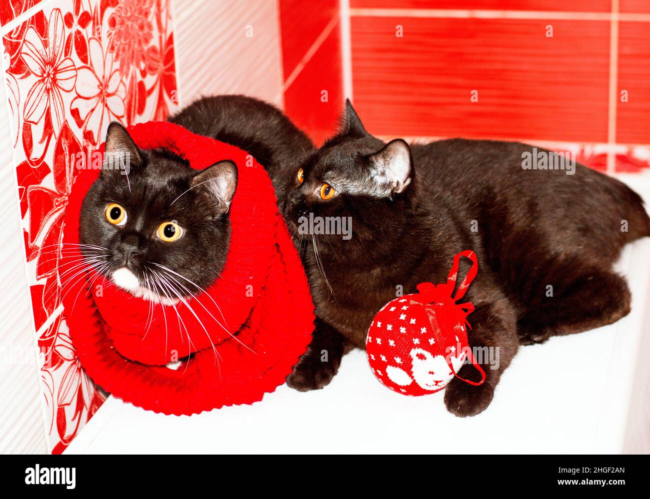 two dark Scottish British cats lie together with a red Christmas toy, winter is cold, the theme is cats, kittens and cats in the house, pets their pho Stock Photo