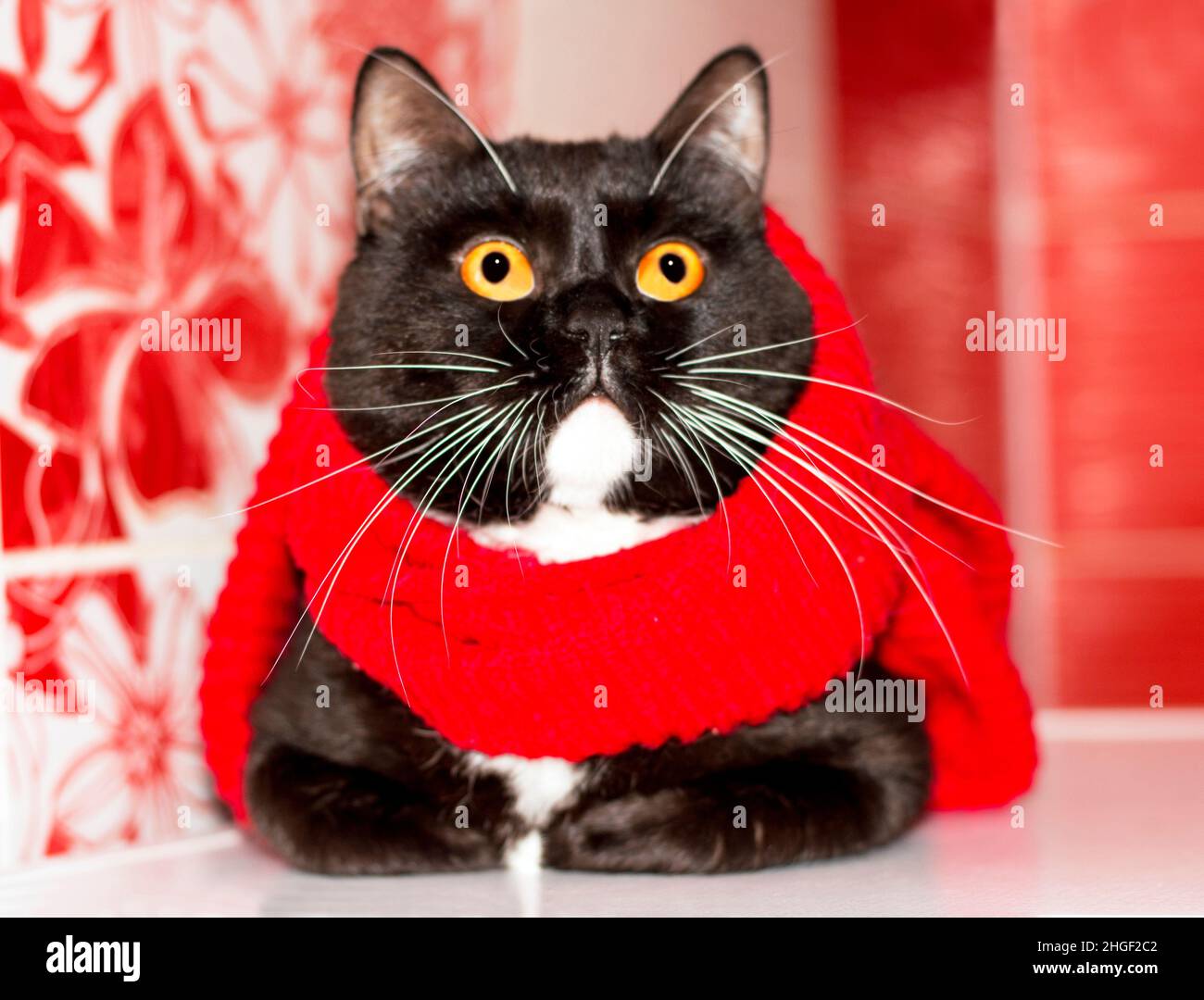 Powerful Scottish bicolor cat close-up basking in a red scarf, winter is cold, theme cats, kittens and cats in the house, pets their photos and their Stock Photo