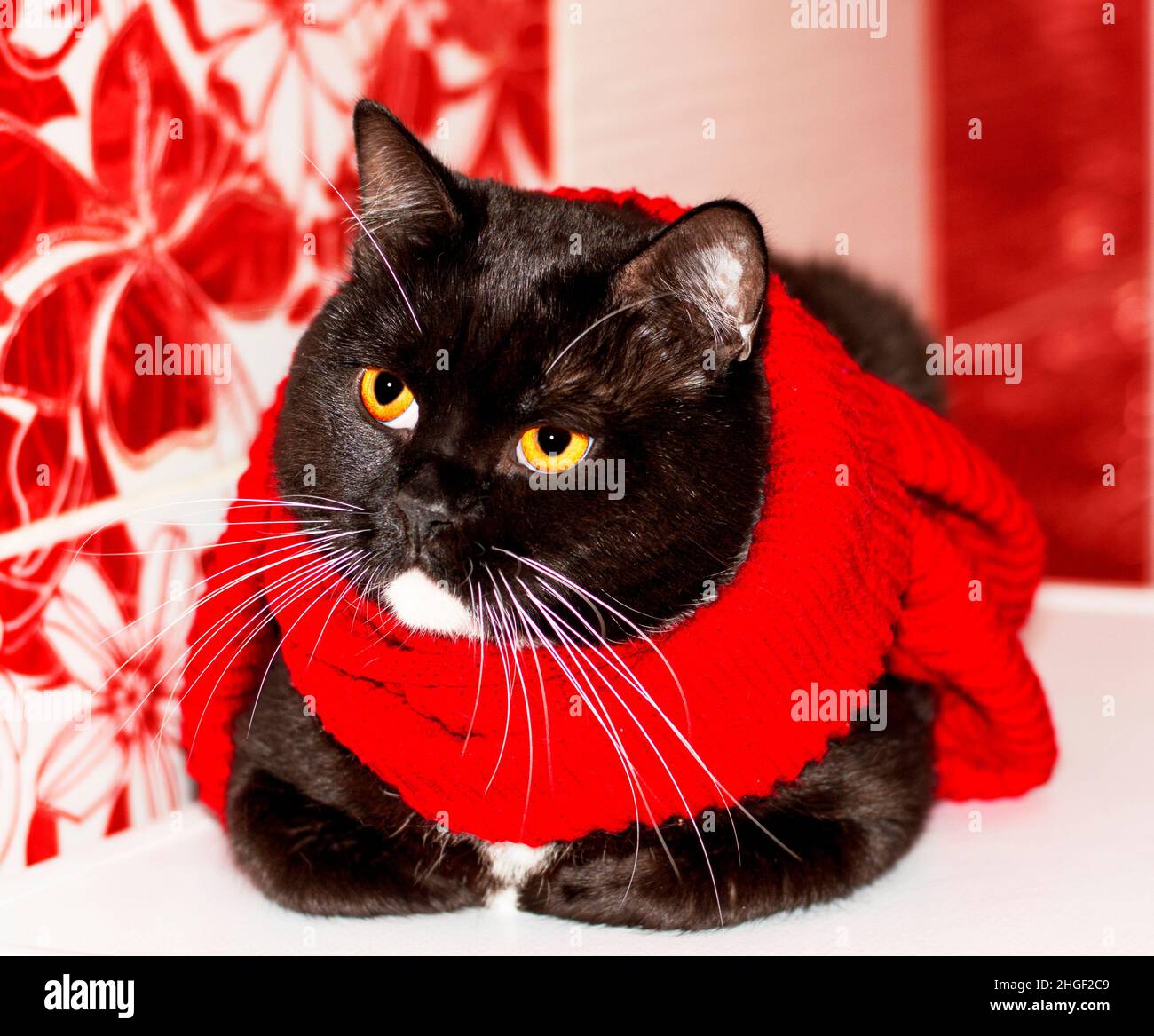 British bicolor cat close-up in a red scarf on a red background, winter is cold, theme cats, kittens and cats in the house, pets their photos and thei Stock Photo