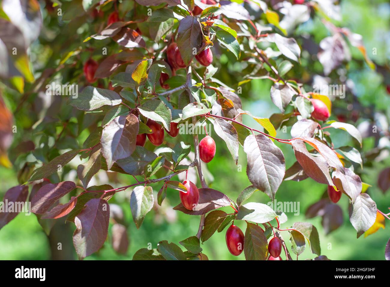 The fruits of the fruit tree red cherry plum on a branch. Ripe harvest of berries. Stock Photo