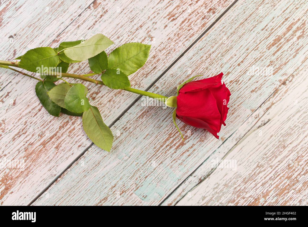 Single rose on table hi-res stock photography and images - Alamy