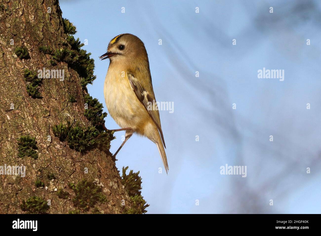 Beautifully posed Goldcrest at Wigan Flashes Stock Photo