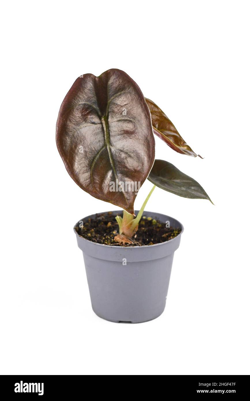 Exotic 'Alocasia Azlanii' houseplant with metallic red leaves in pot on white background Stock Photo