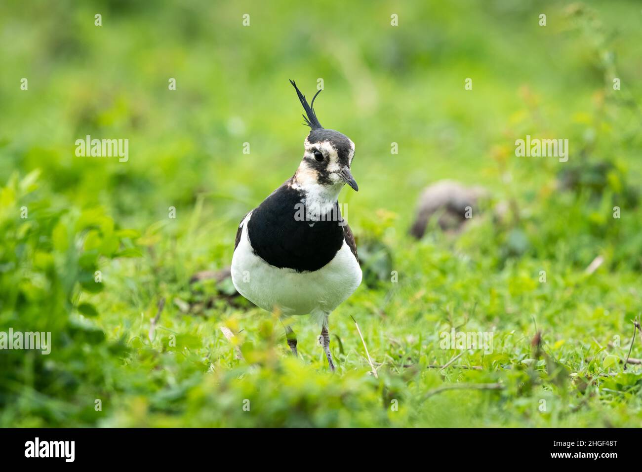 A Northern lapwing (Vanellus vanellus) in a meadow near a pond (Isonzo, Italy) Stock Photo