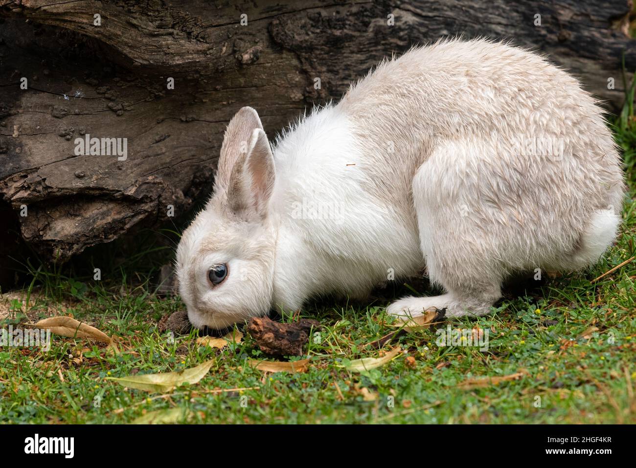 A white cute rabbit in a green meadow, cloudy day in springtime Stock Photo