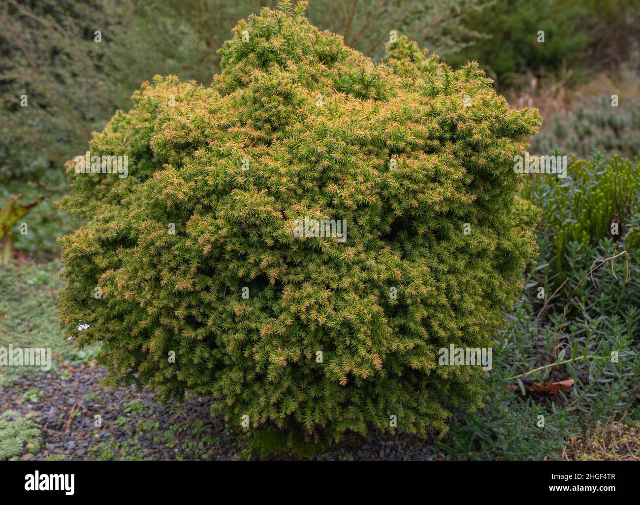 Cryptomeria japonica tilford gold, a dwarf japanese cedar Stock Photo