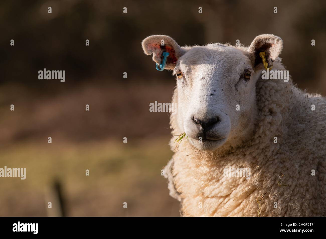 Sheep near Robin Hood's Stride, Derbyshire Peak District, UK Stock Photo