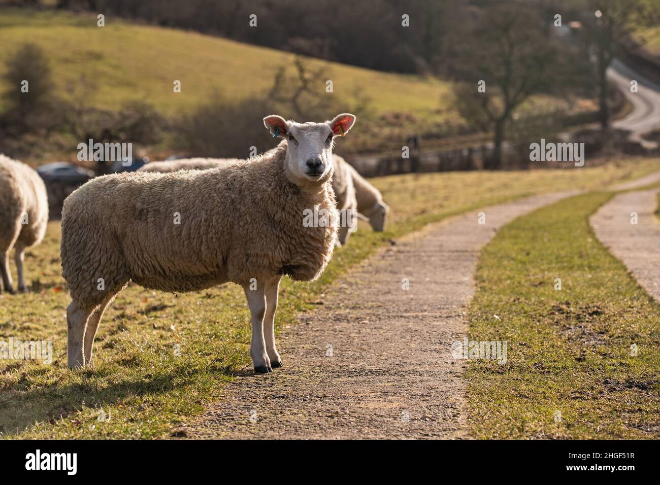 Sheep near Robin Hood's Stride, Derbyshire Peak District, UK Stock Photo