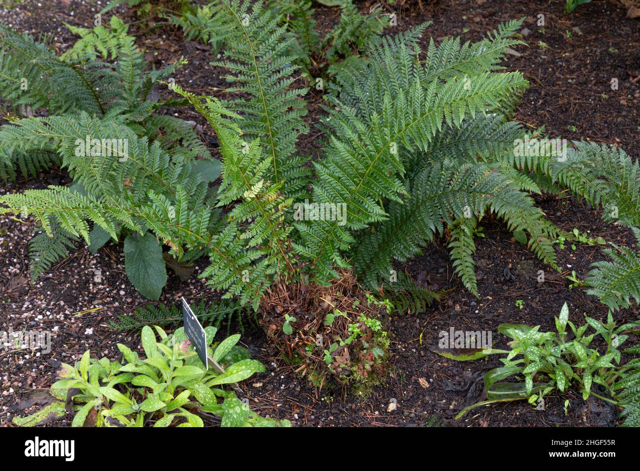 Green fronds of the polystichum aculeatum Stock Photo