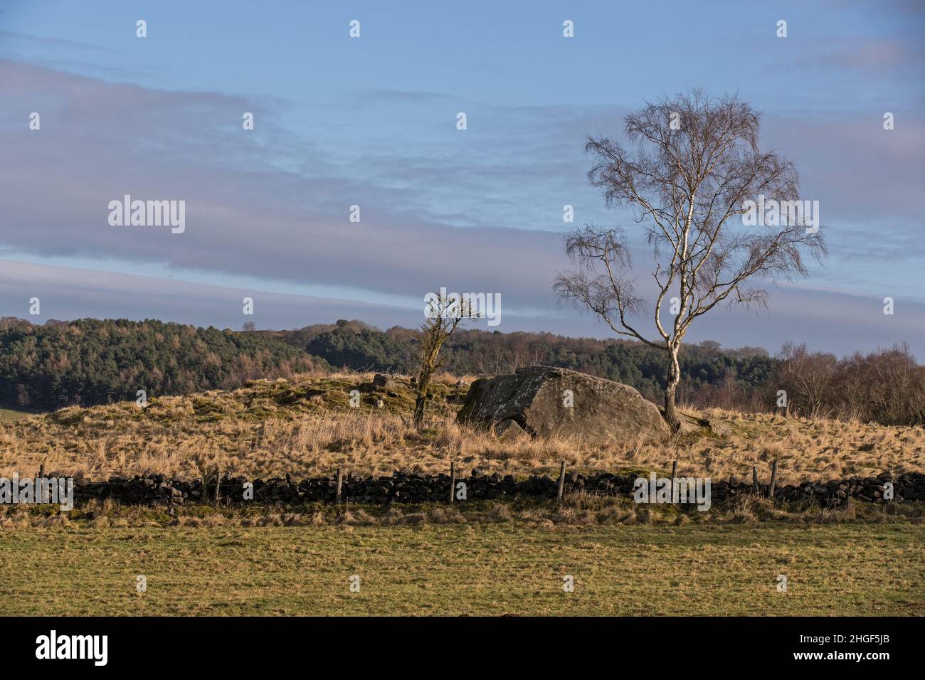 Silver Birch tree at Robin Hood's Stride, Derbyshire Peak District UK Stock Photo