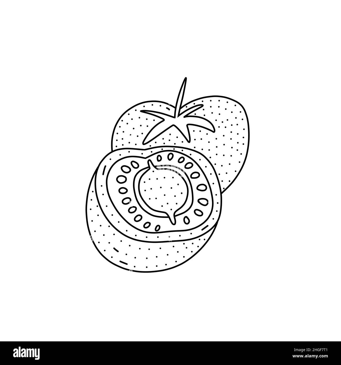 Hand drawn vector illustration of tomatoes in doodle style. Cute illustration of a vegetable on a white background Stock Vector