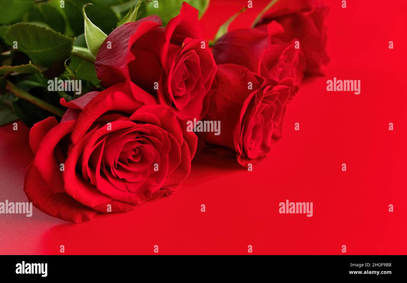 Low Angle View of Red Roses Bouquet on a Red Studio Background. Copy ...