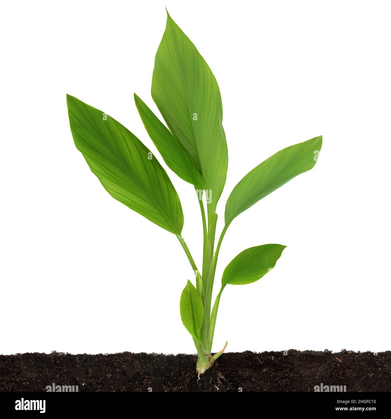 Turmeric plant cross section with leaves and root growing in soil. Used