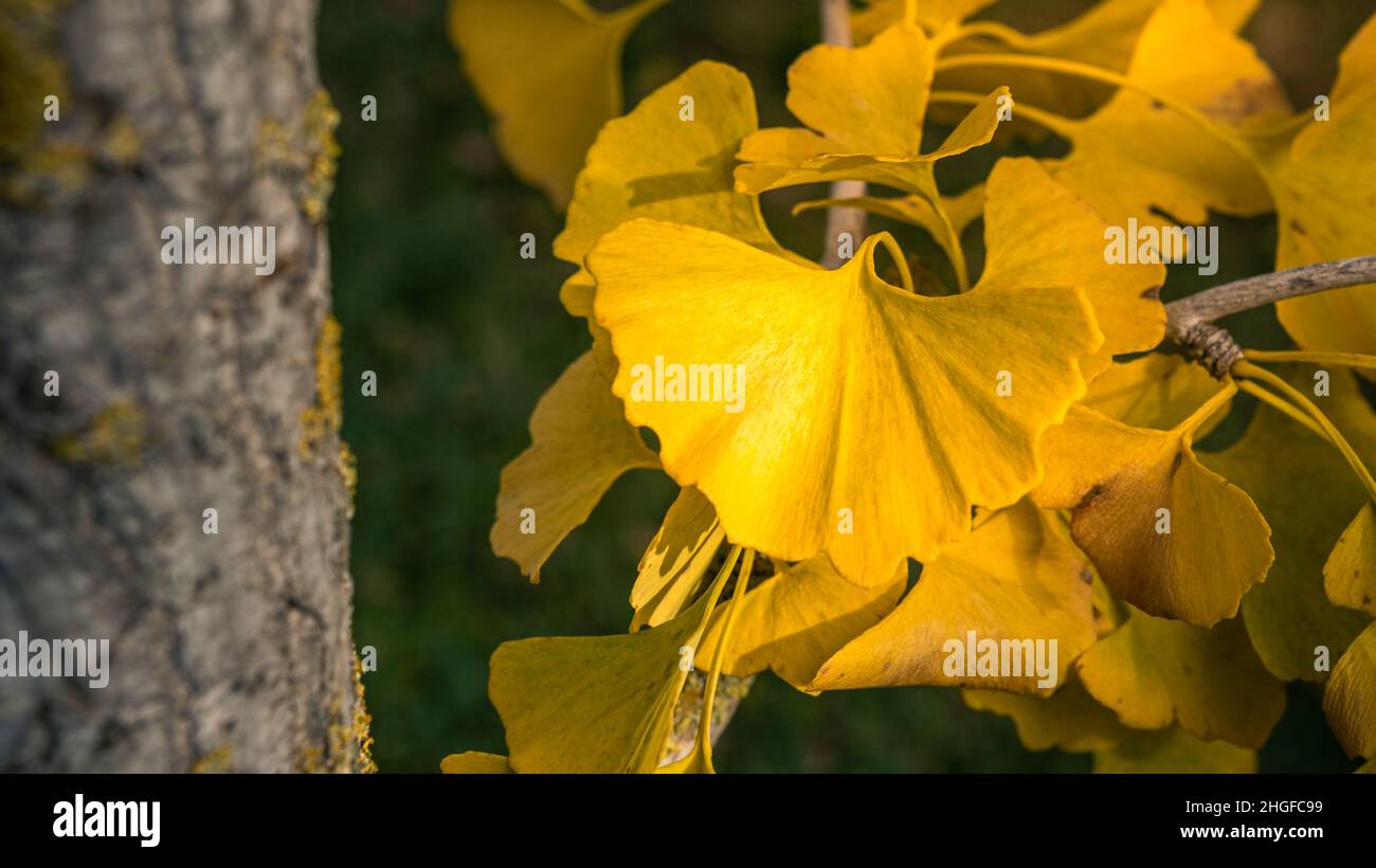 Yellow gingko biloba ginkgo biloba leave hi-res stock photography and ...