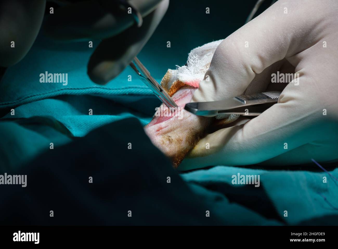 A surgeon and veterinarians performing an operation on a cat in an animal hospital Stock Photo