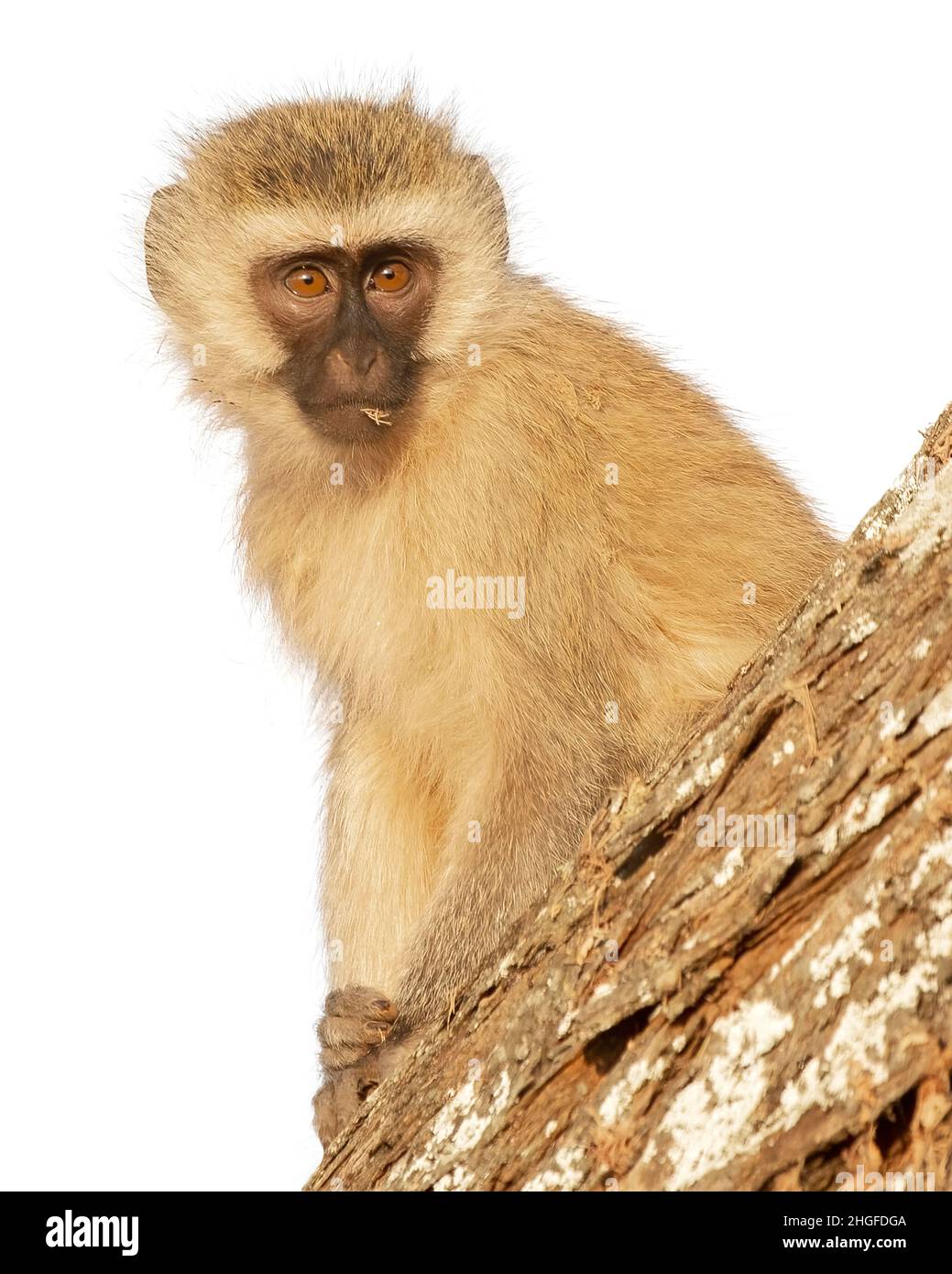 High-key Vervet monkey (Chlorocebus pygerythrus) portrait, Tarangire National Park; Tanzania; Africa Stock Photo