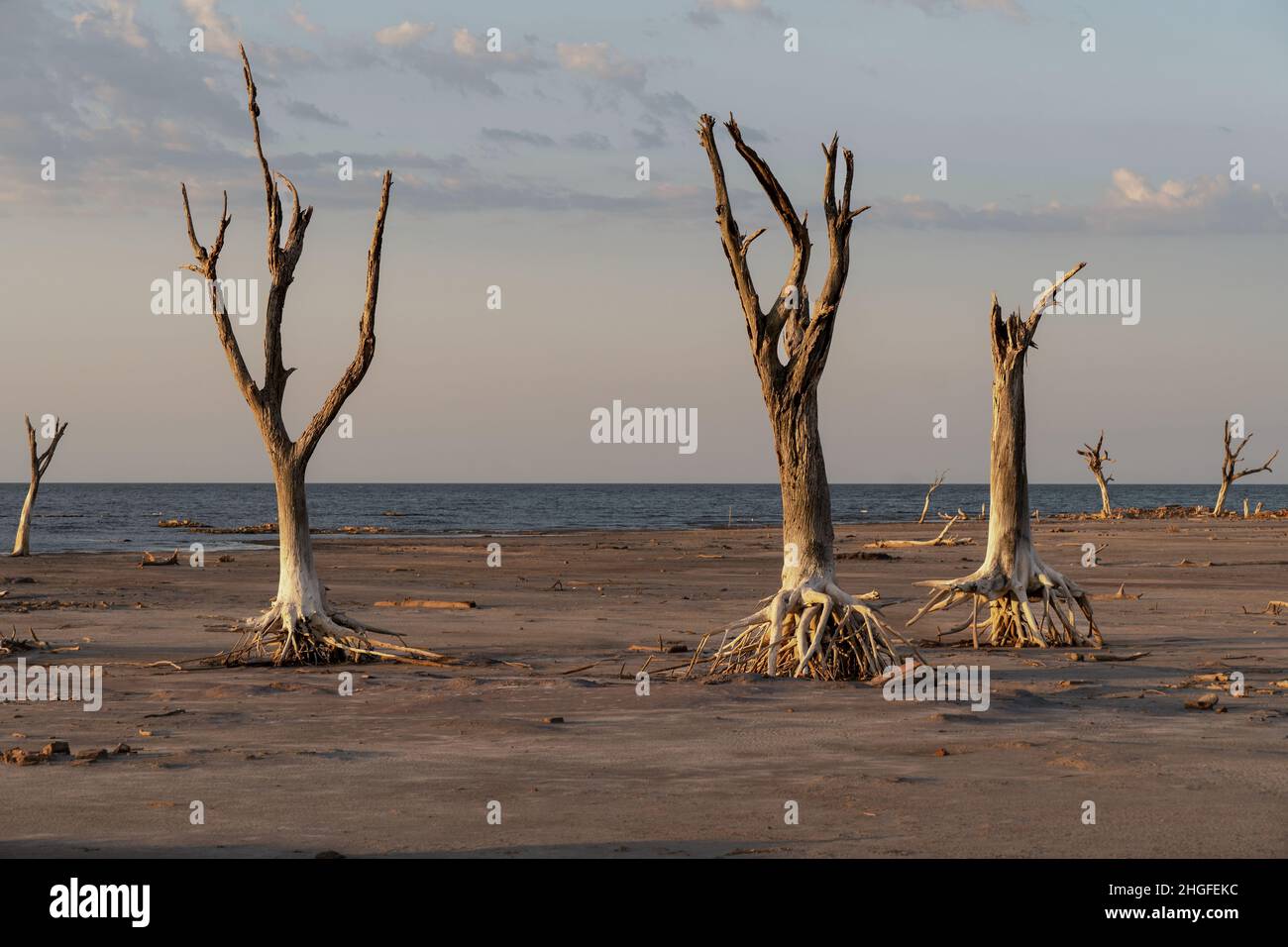 Drought-dead trees and cracked soil in dry lagoon. Climate change, global warming and water crisis. Stock Photo