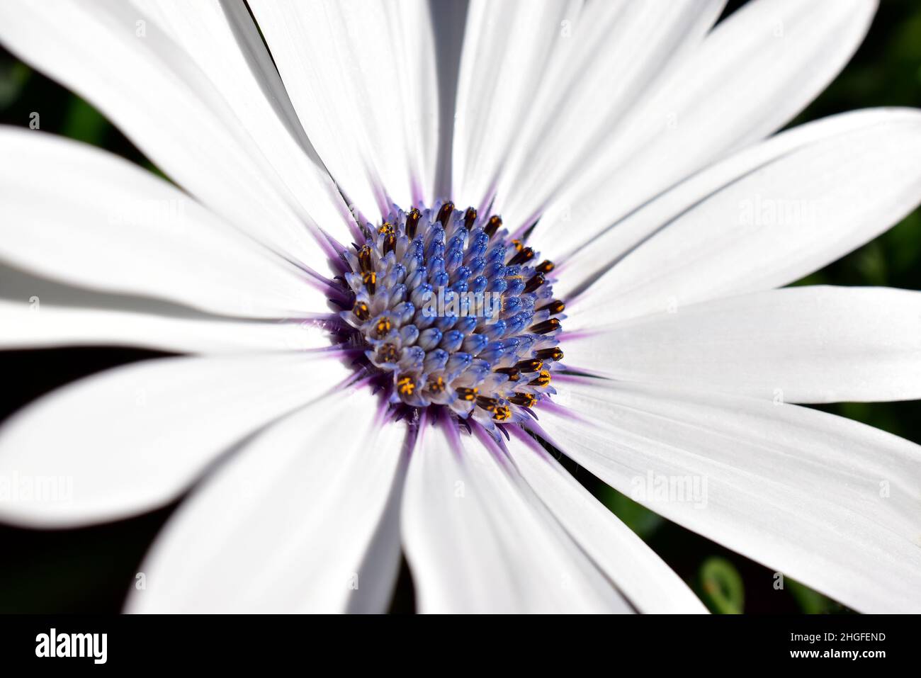 White flower with purple center hires stock photography and images Alamy