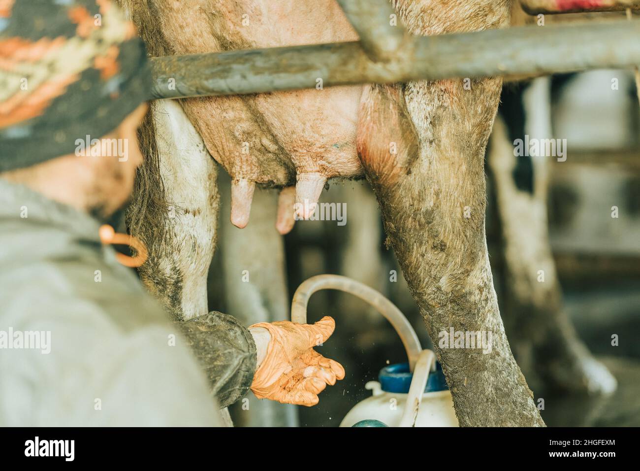 man removing teat cups after milking a cow Stock Photo