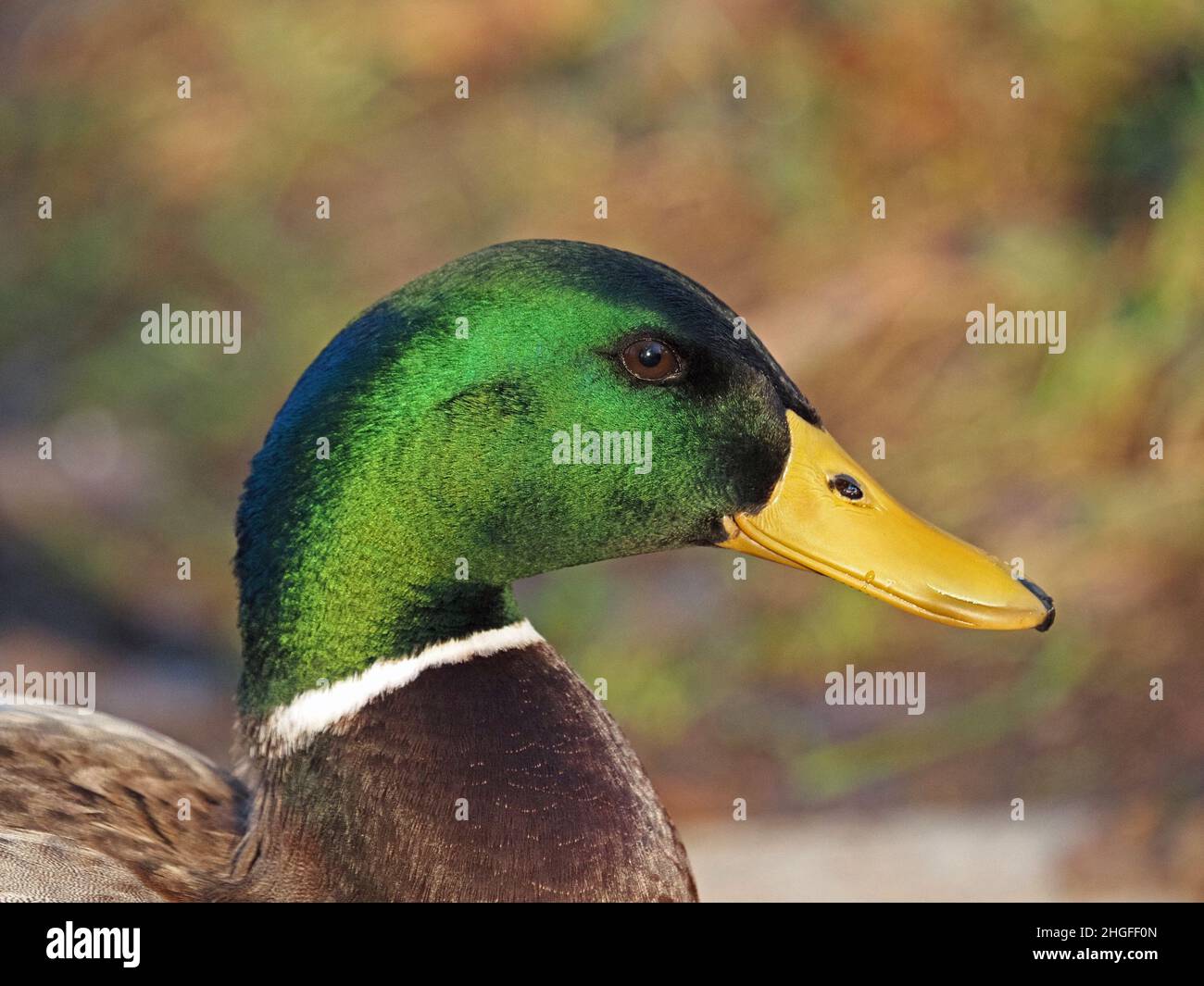 Mallard green iridescent plumage hi-res stock photography and images ...