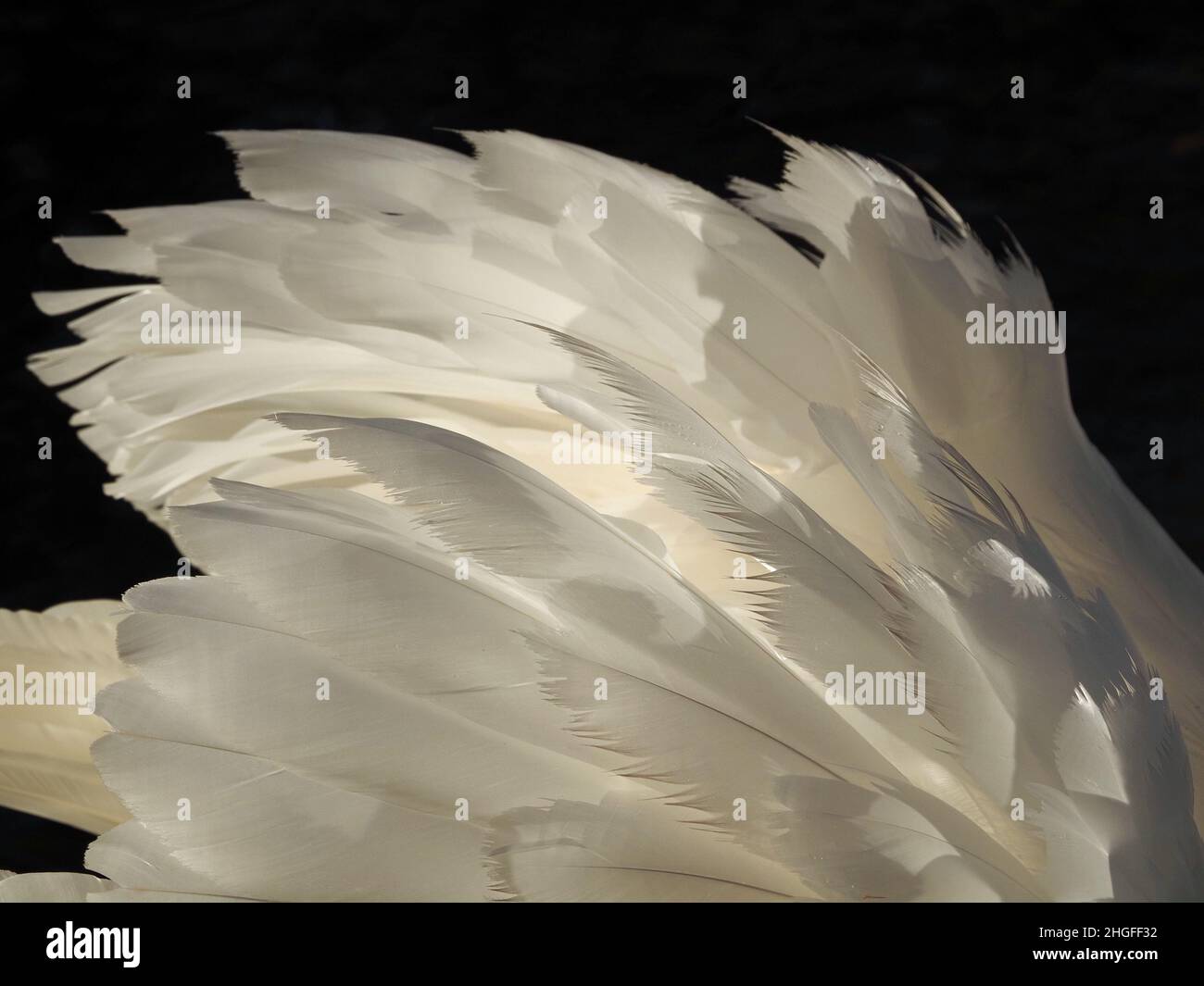 bright Winter light shining through raised wing of displaying Mute Swan (Cygnus olor) in low sun - Leighton Moss RSPB NR, North Lancashire, England,UK Stock Photo
