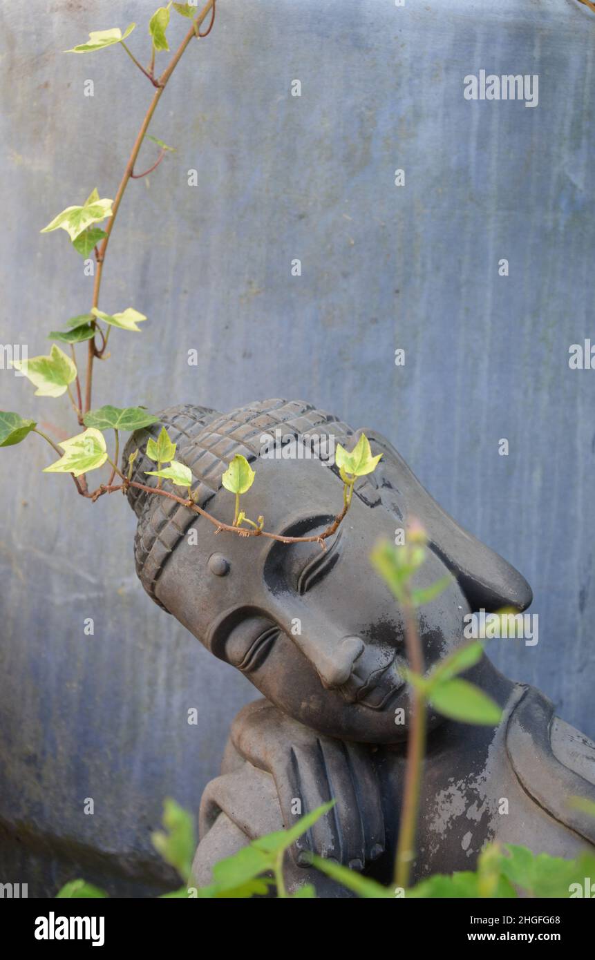 Budha head in a garden with some ivy dropping down the head. Blue background. Stock Photo