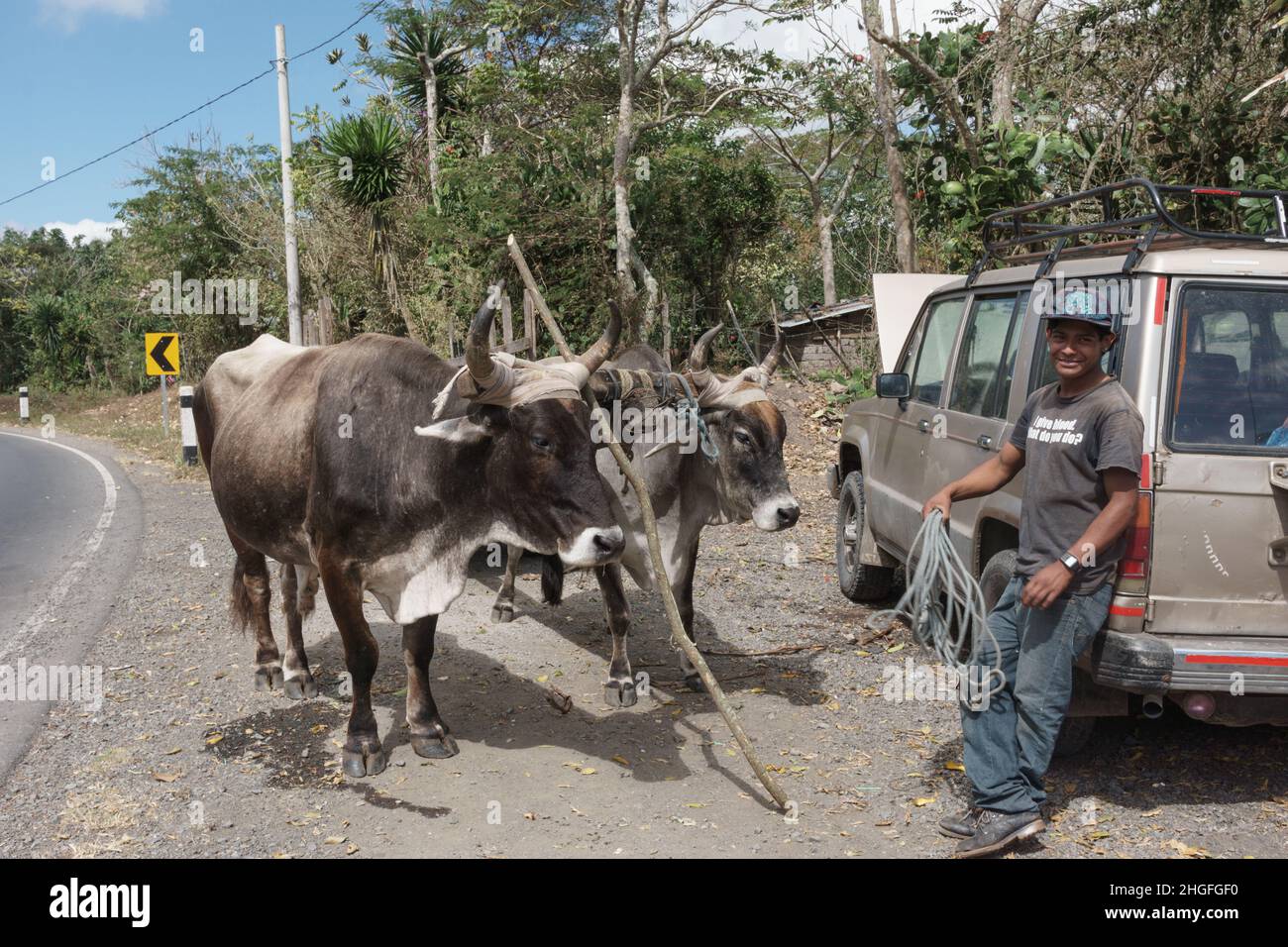 A yoke of oxen with their driver leaning on an SUV in Jinotega Department, Nicaragua. Stock Photo
