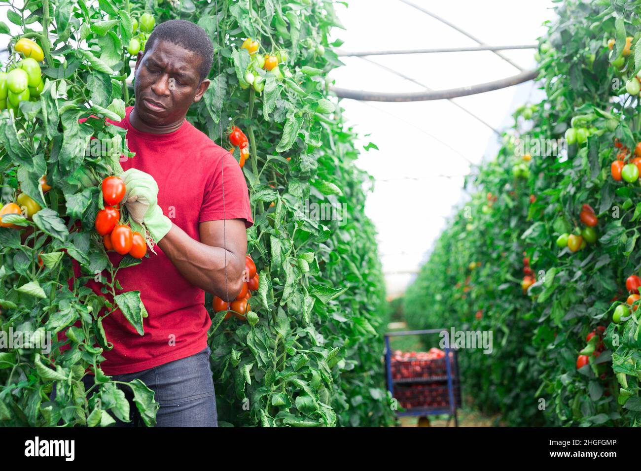 African american farmer harvesting plum tomatoes in greenhouse Stock ...