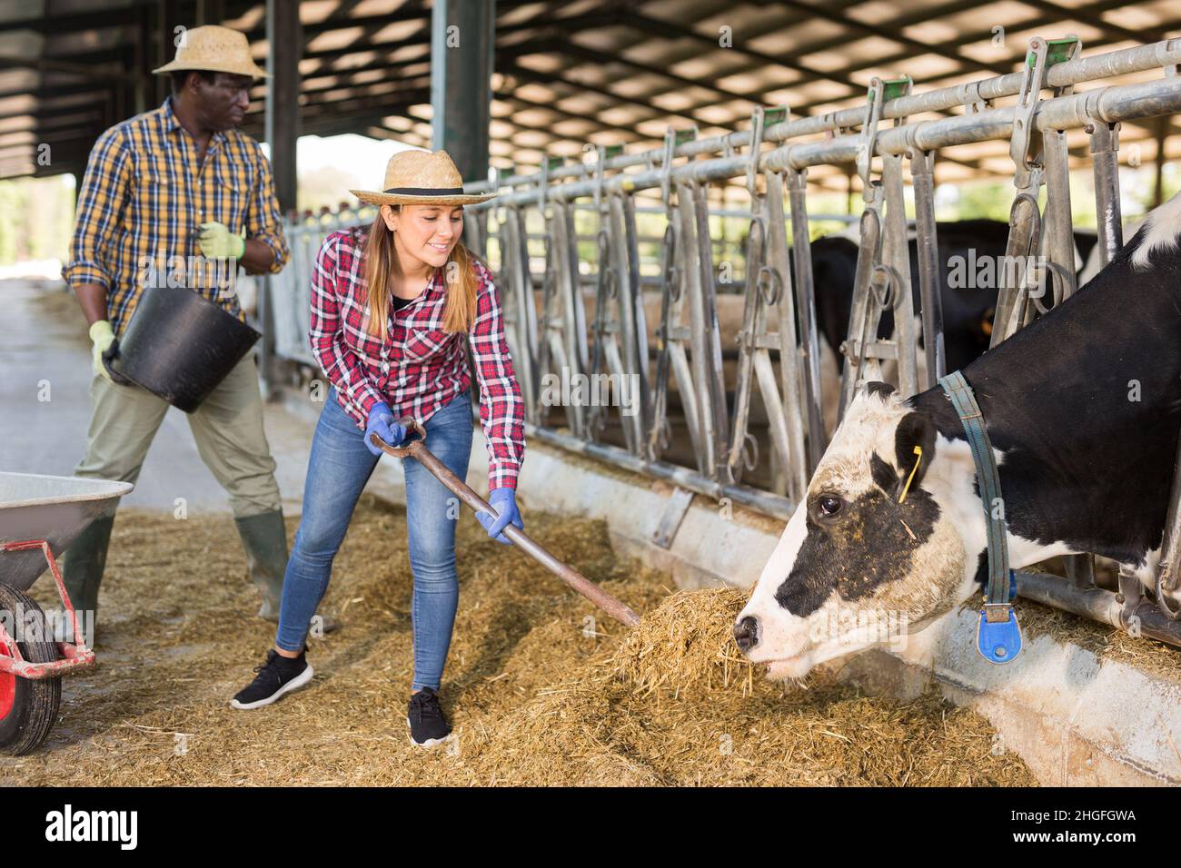Portrait of female farmer working in cowshed Stock Photo - Alamy