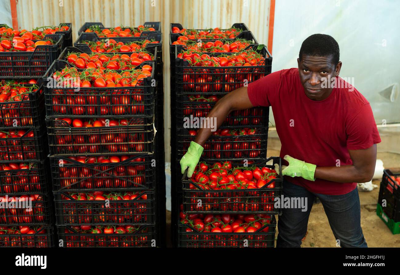 Hired worker carries boxes of tomatoes in the backyard Stock Photo - Alamy