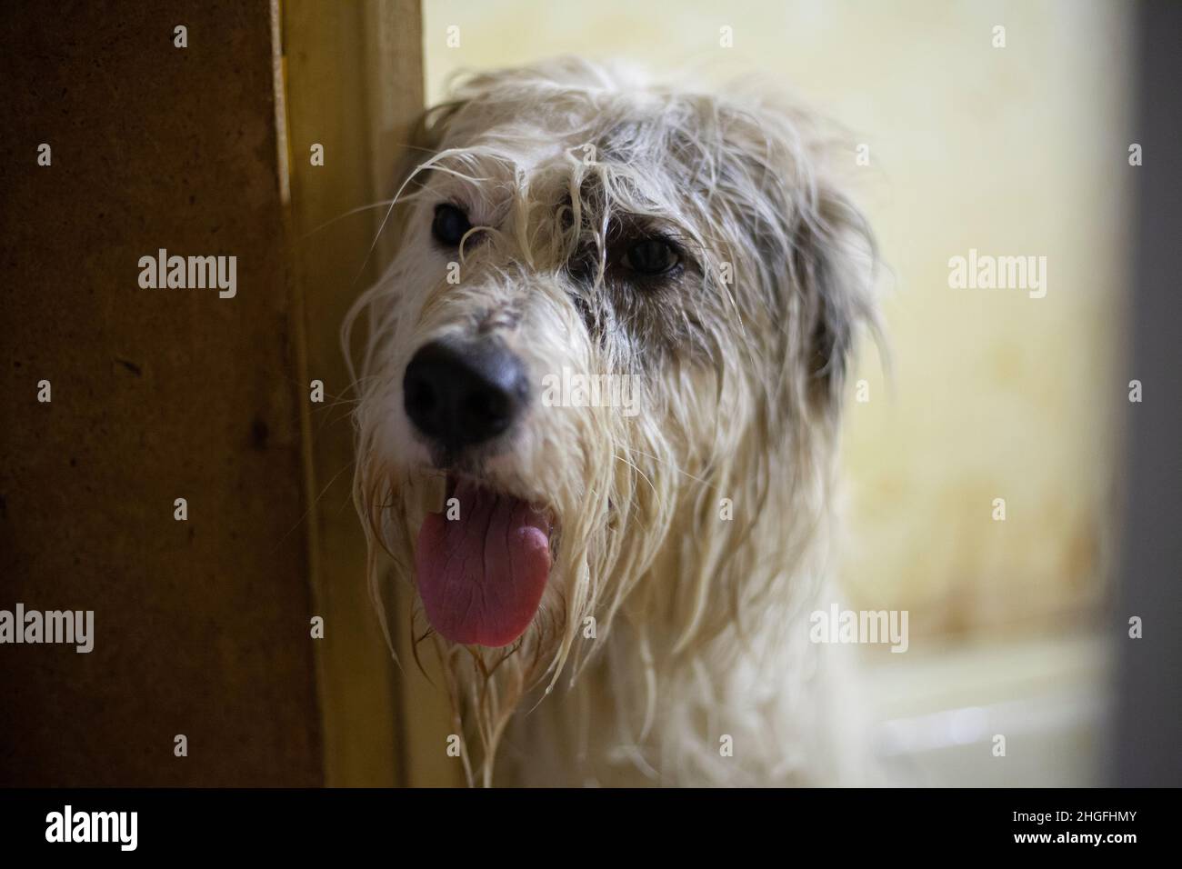 Dog after washing. A dog with long hair in the bathroom. The pet's muzzle is wet. The animal was washed. Stock Photo
