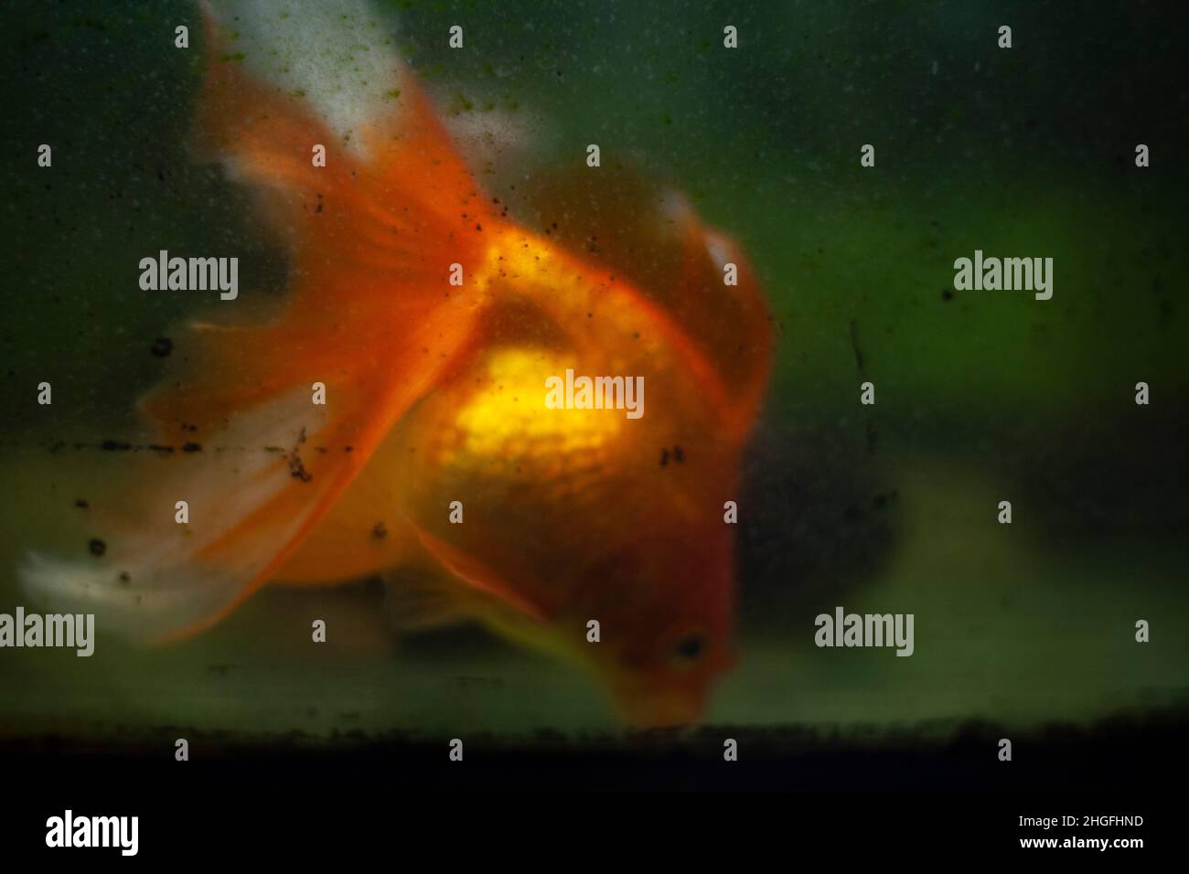 Image showcasing Cleaning fish tank hi-res stock photography and images - Alamy