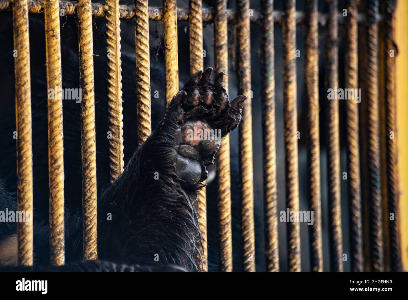 The bear stuck its paw through the bars from the cage. Wild animal in