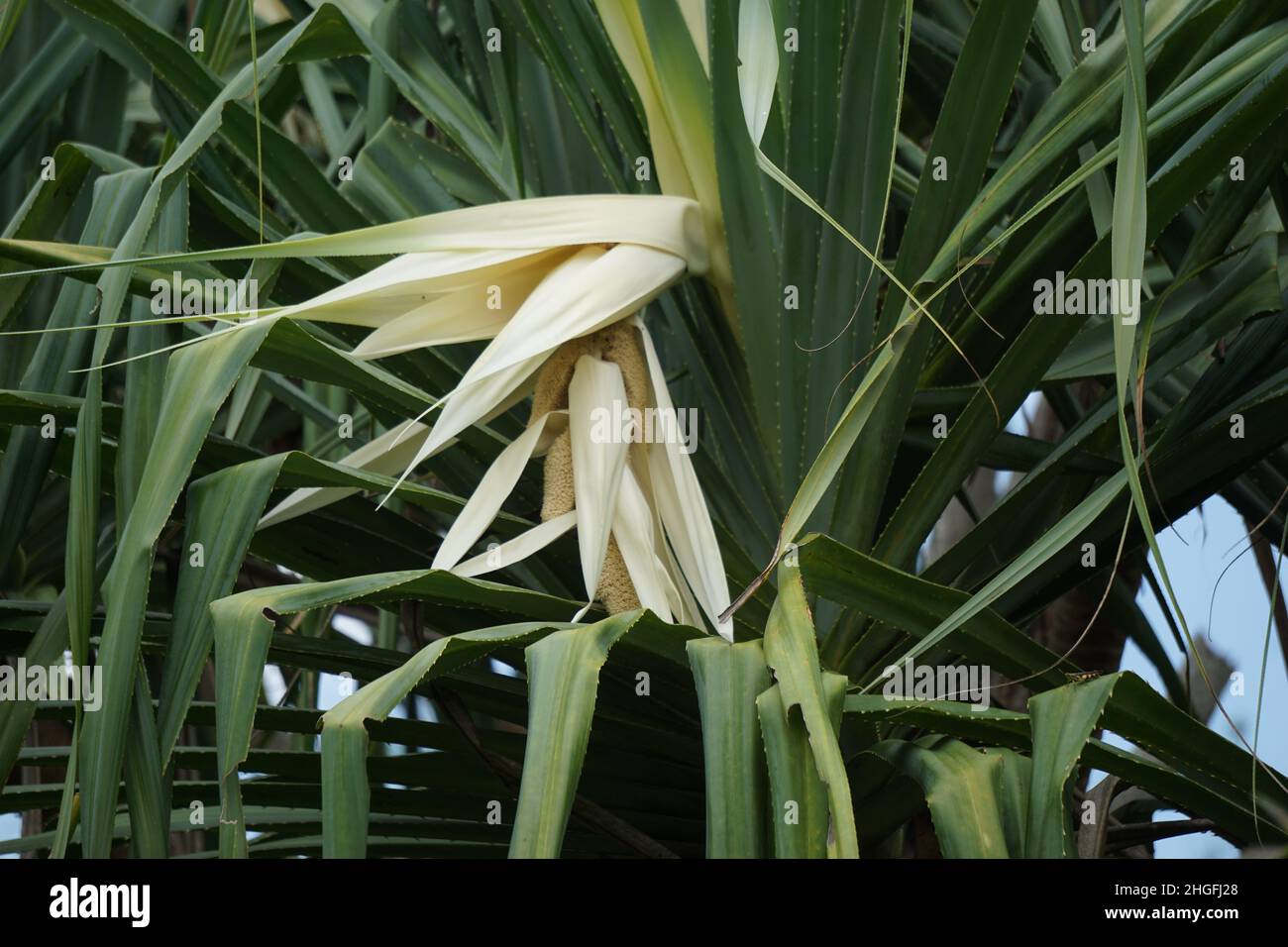 Fragrant Screwpine flower (Pandanus fascicularis, Pandanus odorifer, Pandanus tectorius) with nature background. Stock Photo