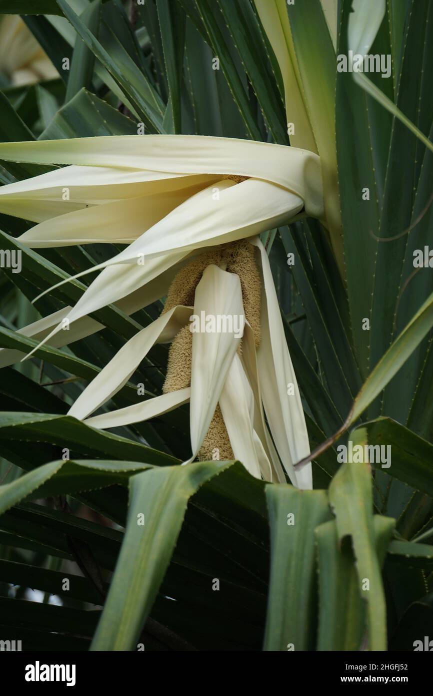 Kewda Flower In English