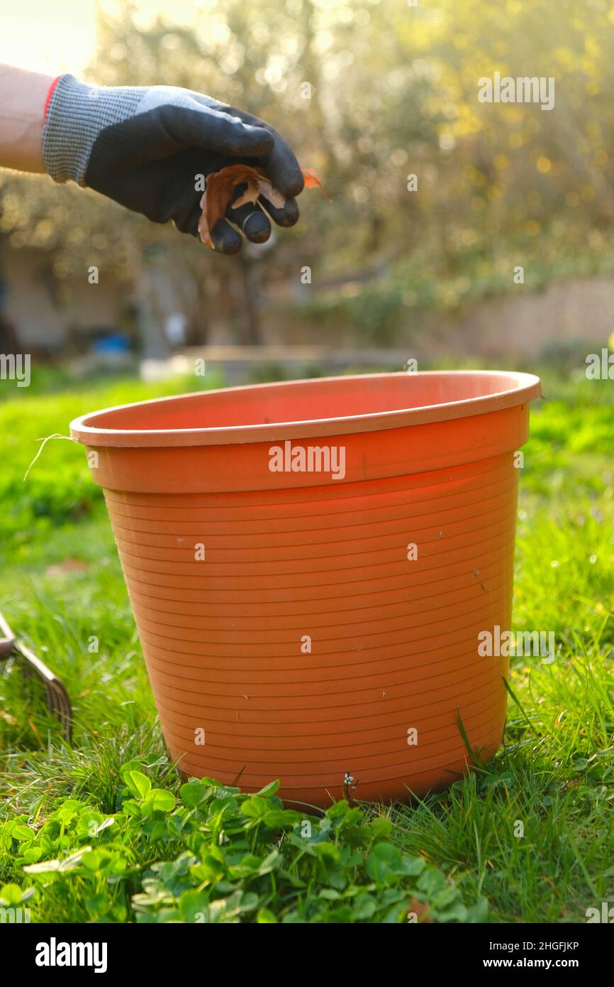 Cleaning spring garden. Harvesting leaves in the garden in the spring season.Hands in gloves fold last year's autumn leaves in a bucket on spring Stock Photo