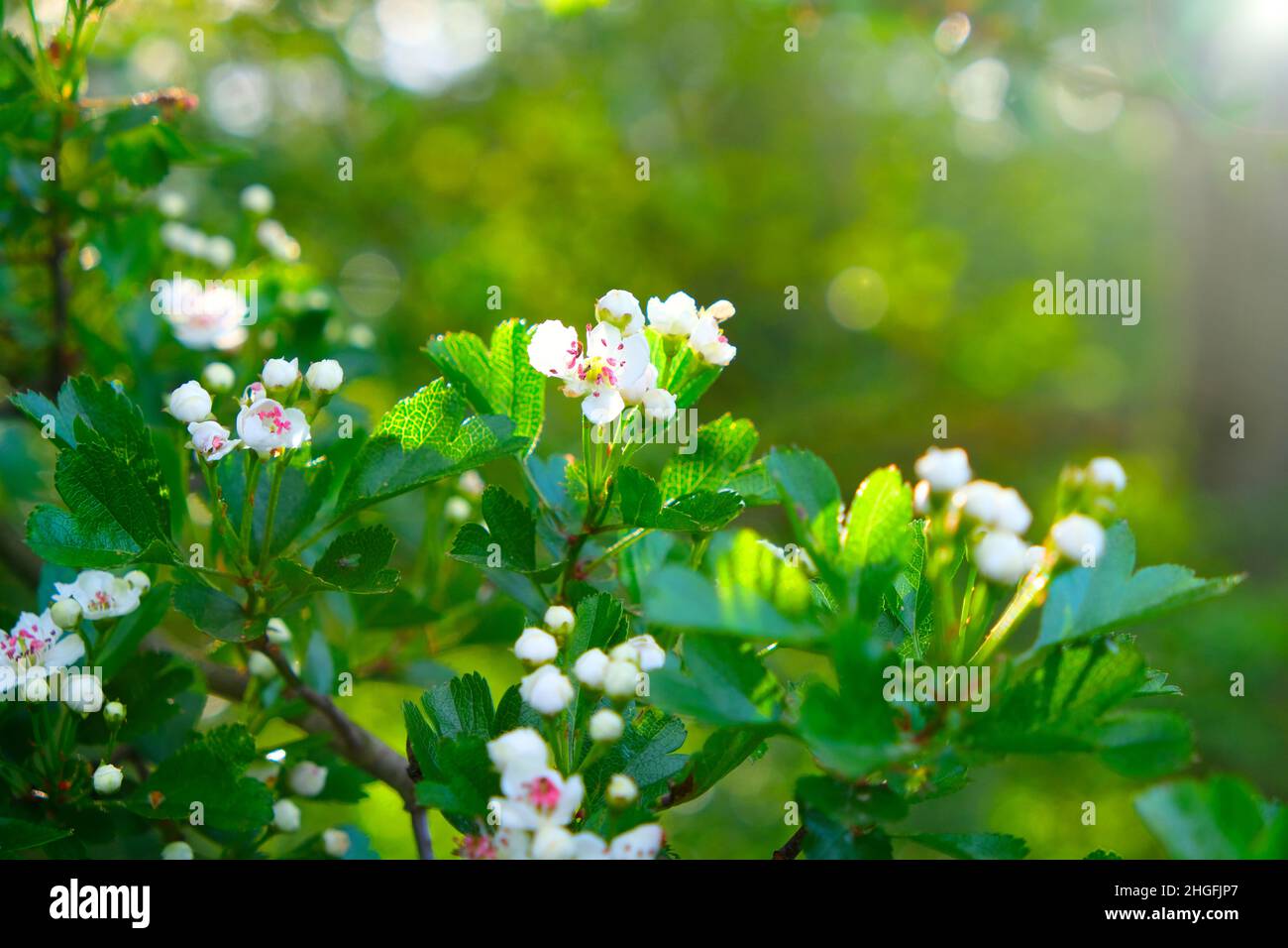 Spring time.Floral spring background. Blooming white branches. Spring flowering trees and sun glare in the garden.White flowers. Spring mood Stock Photo