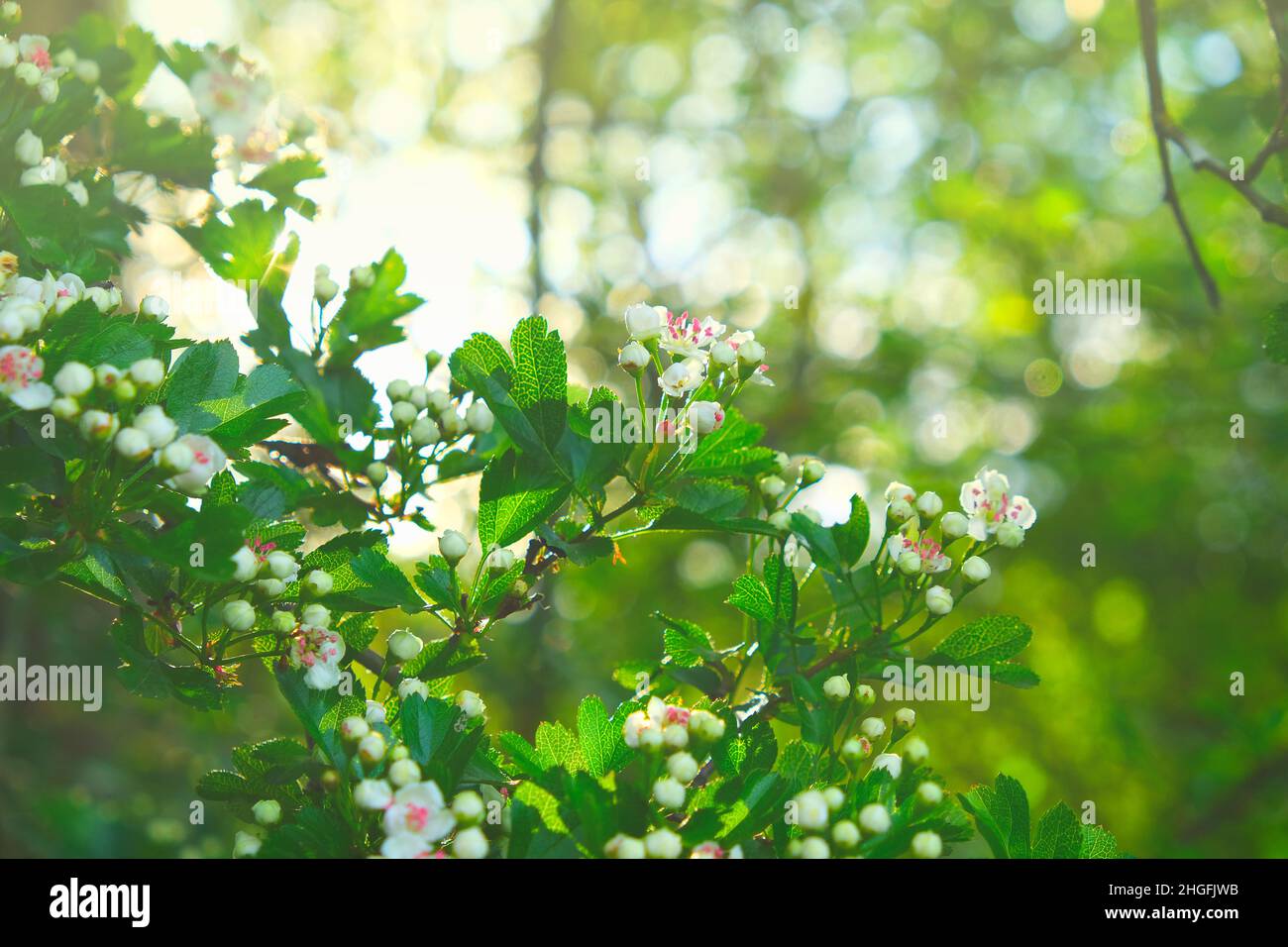 Spring Floral background. Blooming white branches. Spring flowering trees and sun glare in the blooming garden.White flowers. Spring mood Stock Photo