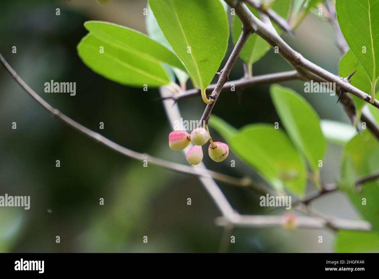 Prunus angustifolia (Also called Chickasaw plum, Cherokee plum, Florida