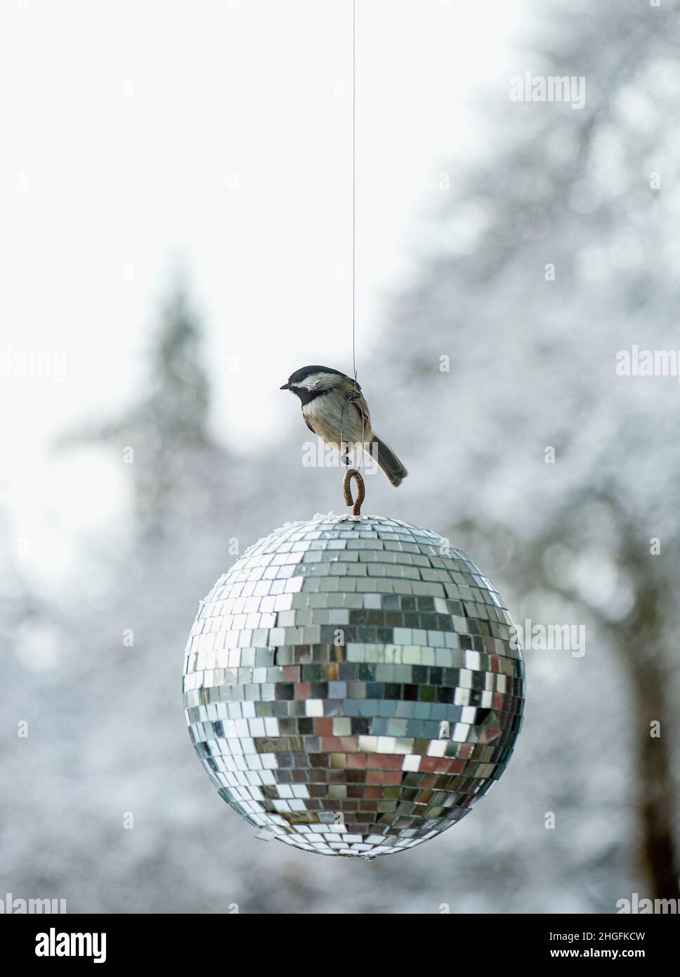 chickadee on a disco ball on a Winter's day. Stock Photo