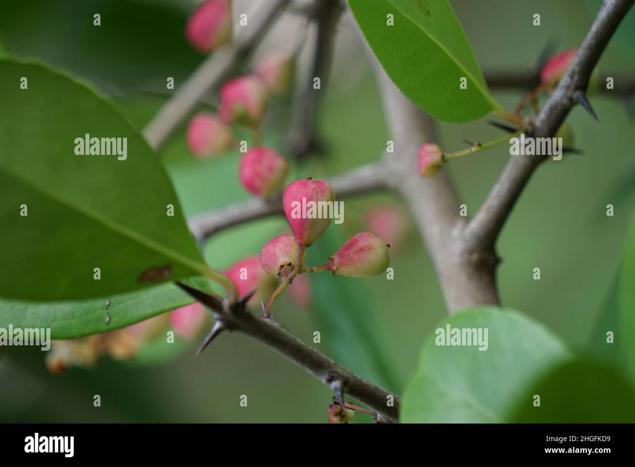 Florida sand plum hires stock photography and images Alamy
