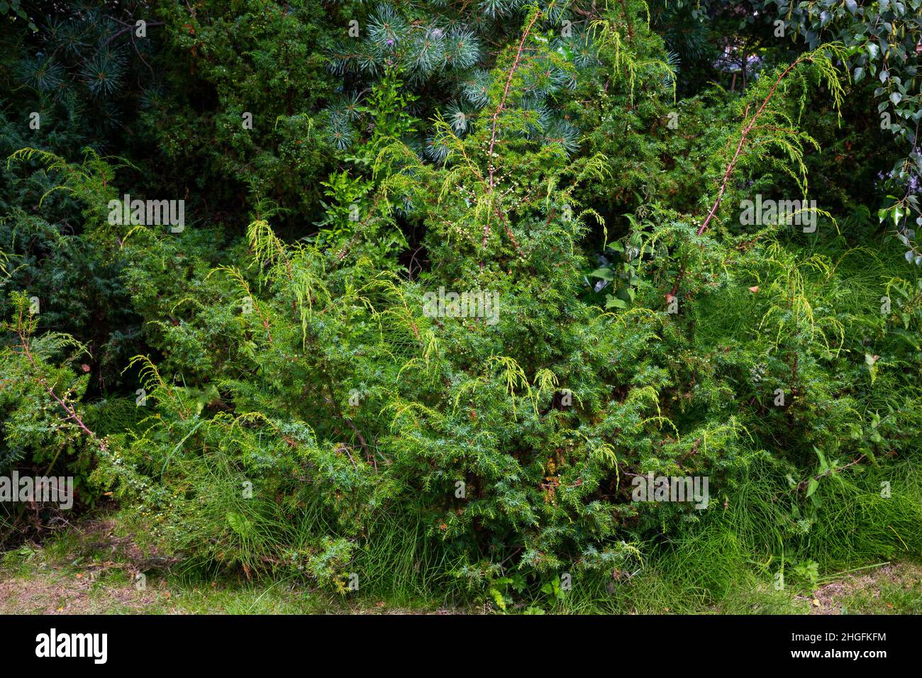 Juniperus communis amongst evergreen trees Stock Photo
