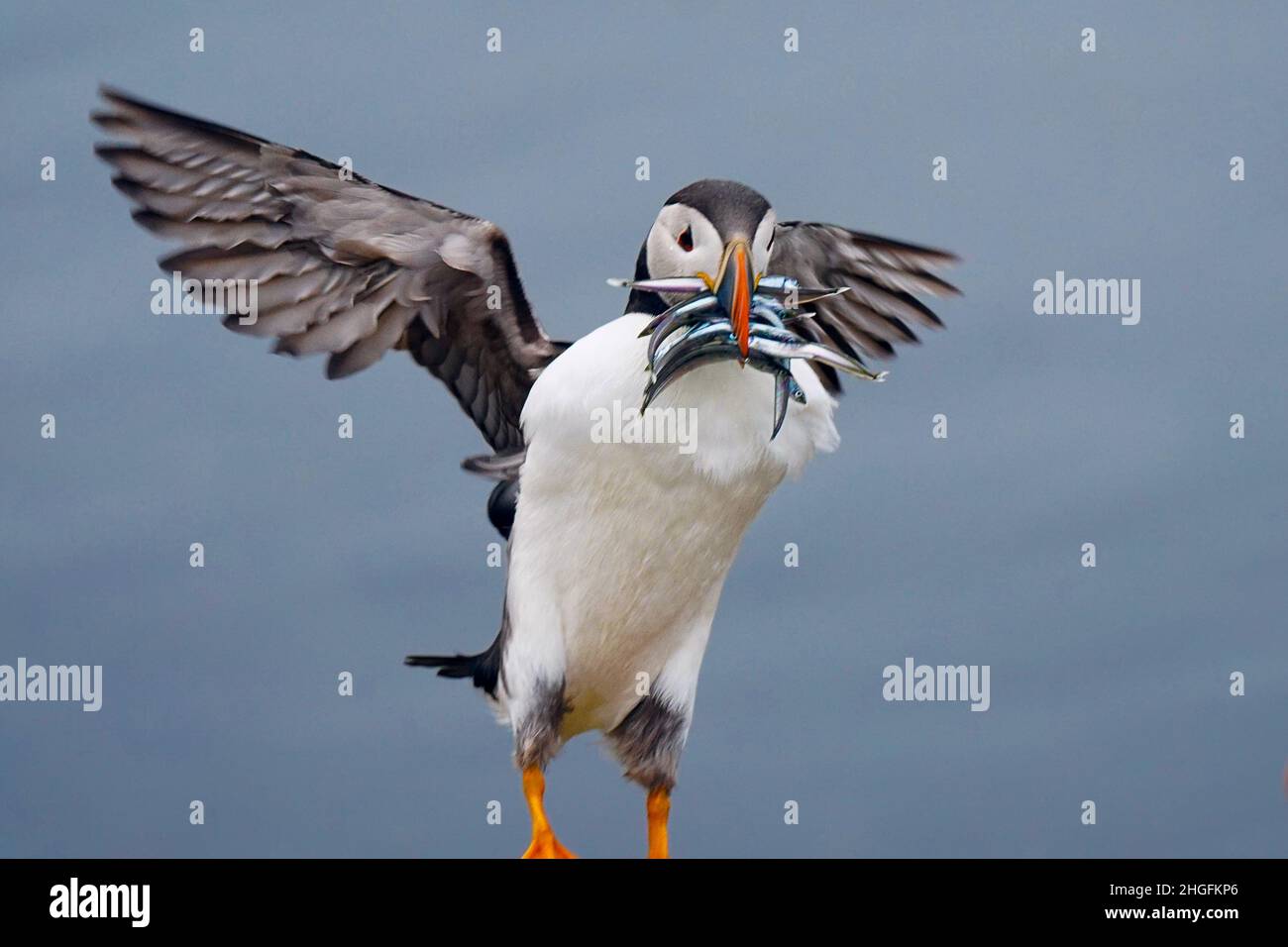 Puffin with sandeels in flight Stock Photo