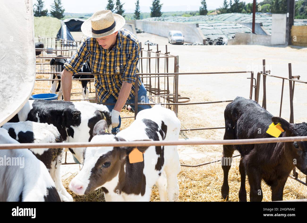 Farmer feeding calves in stall on livestock farm Stock Photo Alamy
